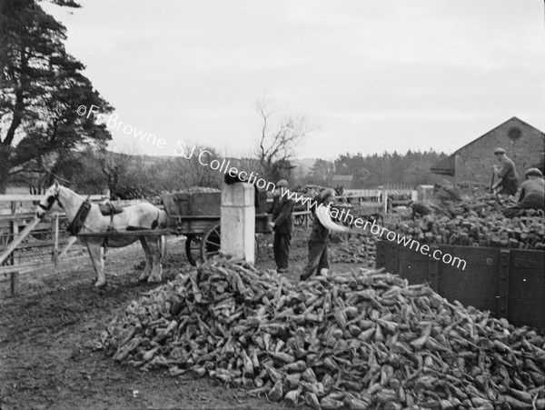 SUGAR BEET WORKERS G.S.R. GOODS TRAIN